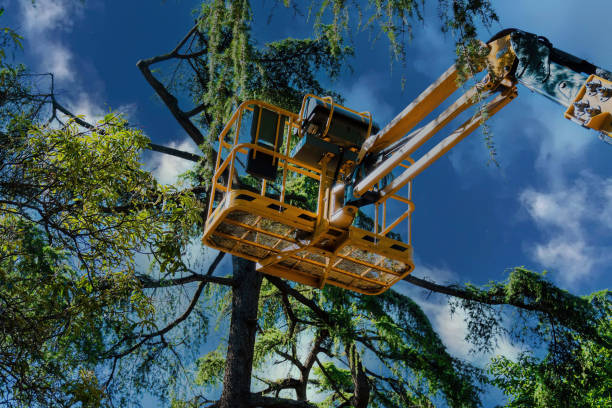 Best Dead Tree Removal  in Estero, FL